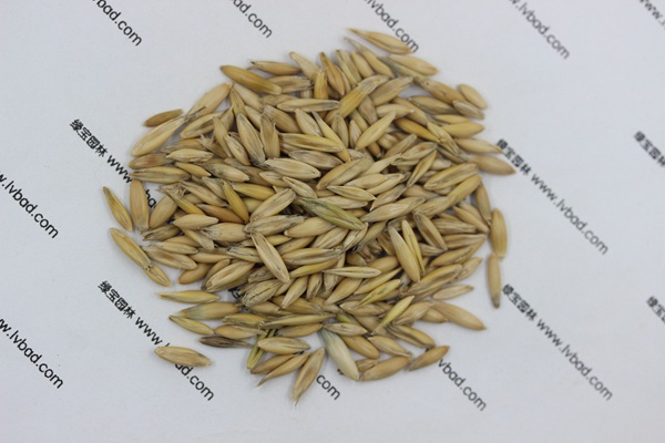 <a href='http://www.njszjj.com/mucaozhongzi/10.html' target='_blank'>燕麥種子</a>