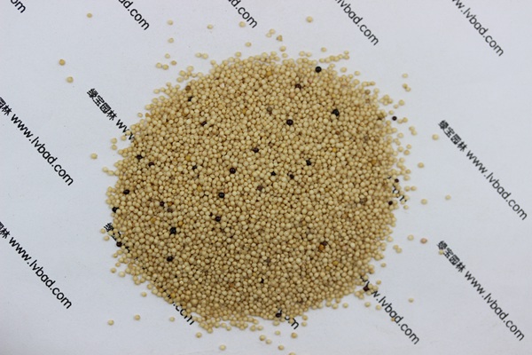 <a href='http://www.njszjj.com/mucaozhongzi/1693.html' target='_blank'>籽粒莧</a><a href='http://www.njszjj.com/' target='_blank'>種子</a>
