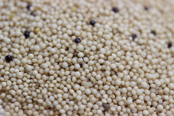 籽粒莧<a href='http://www.njszjj.com/' target='_blank'>種子</a>