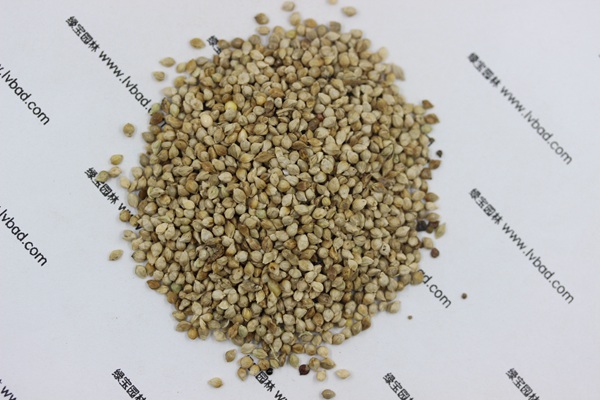 <a href='http://www.njszjj.com/mucaozhongzi/14651.html' target='_blank'>小米草</a>