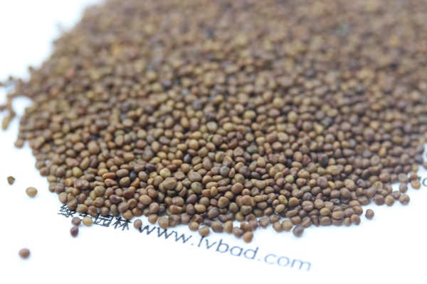 百脈根<a href='http://www.njszjj.com/' target='_blank'>種子</a>