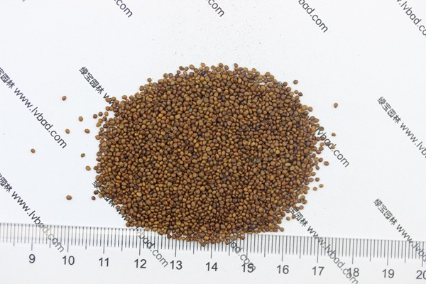 <a href='http://www.njszjj.com/mucaozhongzi/1682.html' target='_blank'>百脈根種子</a>