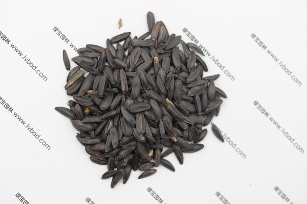 <a href='http://www.njszjj.com/caohuazhongzi/1018.html' target='_blank'>矮向日葵種子</a>