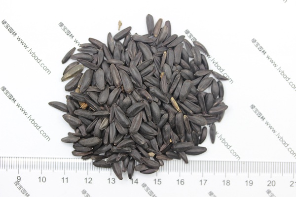<a href='http://www.njszjj.com/caohuazhongzi/1018.html' target='_blank'>矮向日葵種子</a>