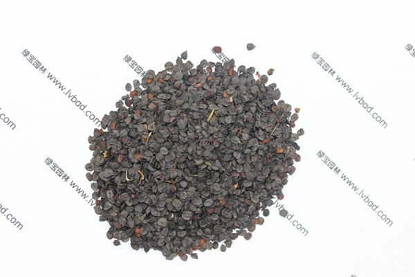 常夏<a href='http://www.njszjj.com/caohuazhongzi/97045.html' target='_blank'>石竹種子</a>