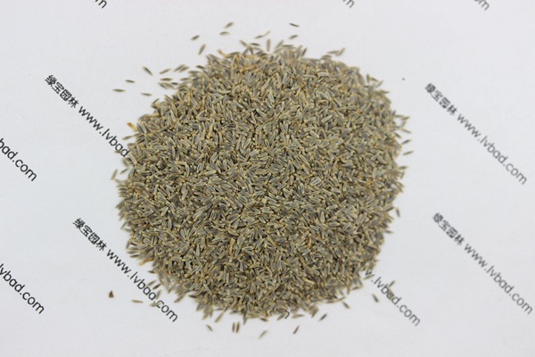 <a href='http://www.njszjj.com/caohuazhongzi/1034.html' target='_blank'>大濱菊</a><a href='http://www.njszjj.com/' target='_blank'>種子</a>