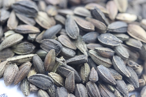 <a href='http://www.njszjj.com/caohuazhongzi/1046.html' target='_blank'>非洲菊種子</a>