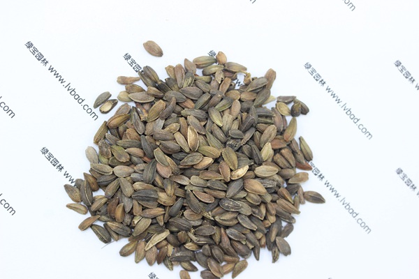 <a href='http://www.njszjj.com/caohuazhongzi/1046.html' target='_blank'>非洲菊</a><a href='http://www.njszjj.com/' target='_blank'>種子</a>