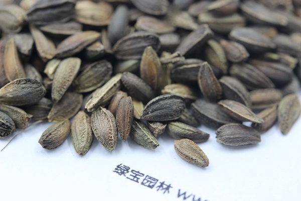 <a href='http://www.njszjj.com/caohuazhongzi/1046.html' target='_blank'>非洲菊</a><a href='http://www.njszjj.com/' target='_blank'>種子</a>