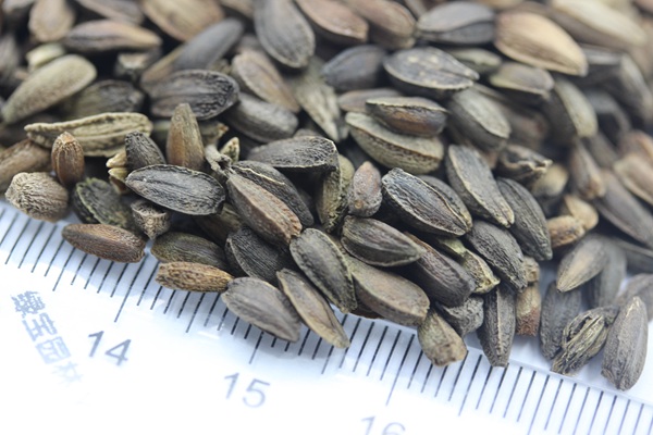 非洲菊<a href='http://www.njszjj.com/' target='_blank'>種子</a>