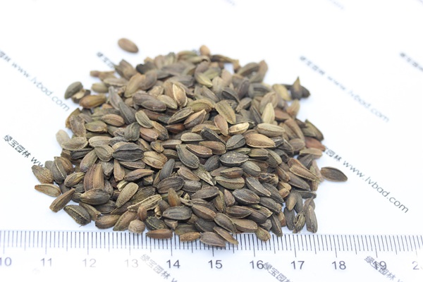 <a href='http://www.njszjj.com/caohuazhongzi/1046.html' target='_blank'>非洲菊種子</a>