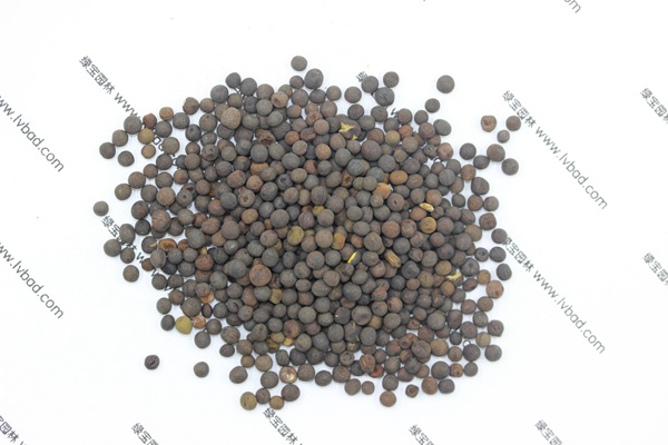 <a href='http://www.njszjj.com/mucaozhongzi/6.html' target='_blank'>紫花苕</a><a href='http://www.njszjj.com/' target='_blank'>種子</a>