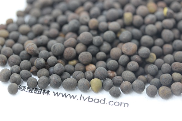 <a href='http://www.njszjj.com/mucaozhongzi/6.html' target='_blank'>紫花苕種子</a>