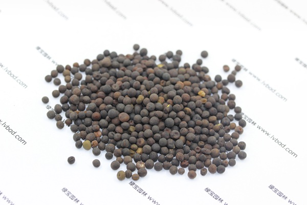 紫花苕<a href='http://www.njszjj.com/' target='_blank'>種子</a>
