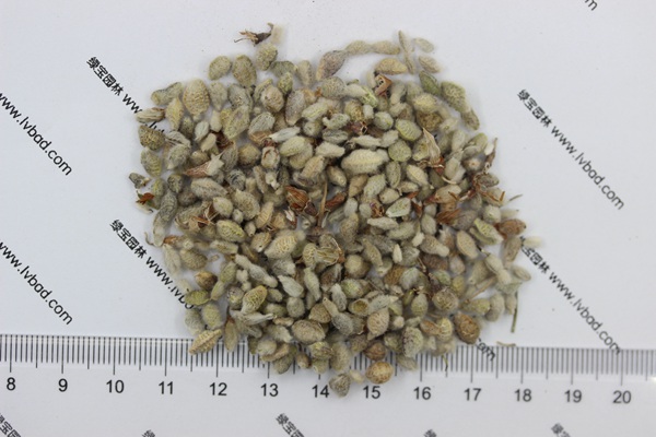 <a href='http://www.njszjj.com/mucaozhongzi/1685.html' target='_blank'>花棒種子</a>