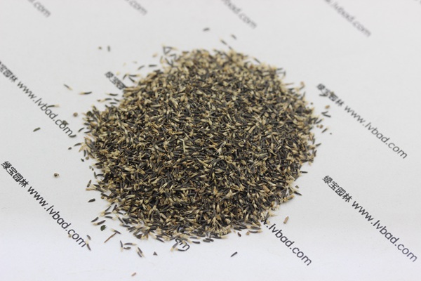 <a href='http://www.njszjj.com/caohuazhongzi/1074.html' target='_blank'>藿香薊種子</a>