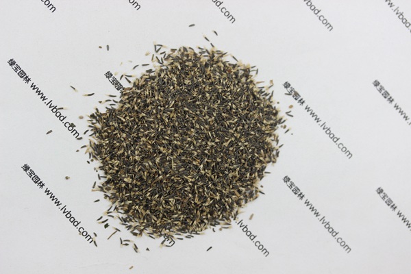 <a href='http://www.njszjj.com/caohuazhongzi/1074.html' target='_blank'>藿香薊</a><a href='http://www.njszjj.com/' target='_blank'>種子</a>