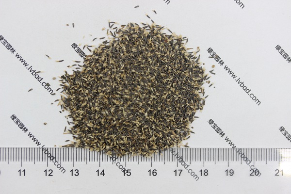 <a href='http://www.njszjj.com/caohuazhongzi/1074.html' target='_blank'>藿香薊種子</a>