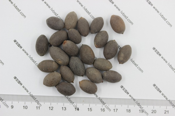 荷花<a href='http://www.njszjj.com/' target='_blank'>種子</a>