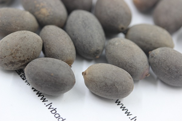 <a href='http://www.njszjj.com/caohuazhongzi/1059.html' target='_blank'>荷花種子</a>