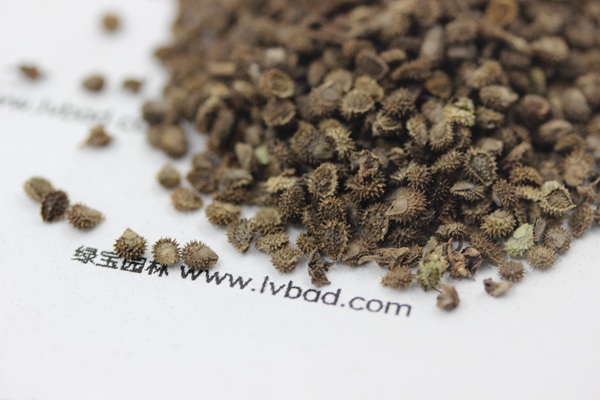 <a href='http://www.njszjj.com/caohuazhongzi/1635.html' target='_blank'>勿忘我種子</a>