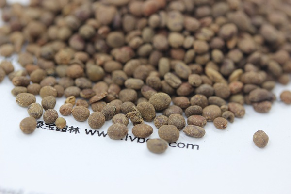 <a href='http://www.njszjj.com/caohuazhongzi/1655.html' target='_blank'>指甲花</a><a href='http://www.njszjj.com/' target='_blank'>種子</a>