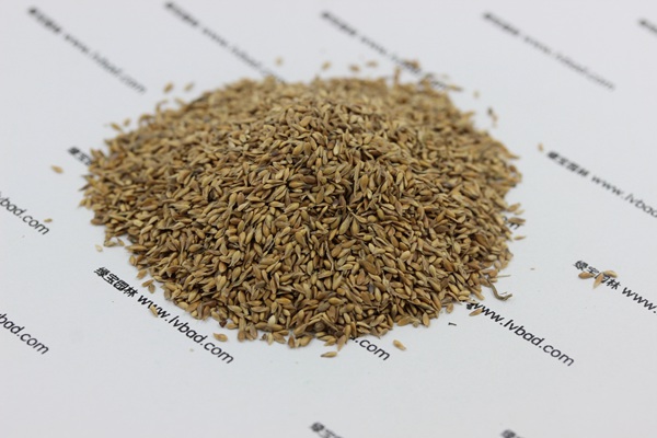 <a href='http://www.njszjj.com/caopingzhongzi/1680.html' target='_blank'>中華結縷草種子</a>
