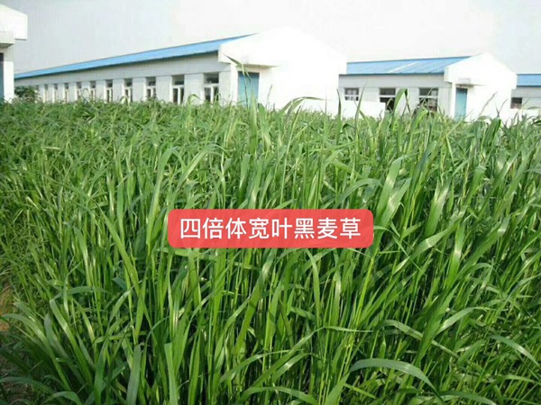 多倍體黑麥草<a href='http://www.njszjj.com/' target='_blank'>種子</a>