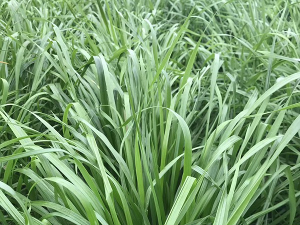 <a href='http://www.njszjj.com/mucaozhongzi/16011.html' target='_blank'>多倍體黑麥草種子</a>
