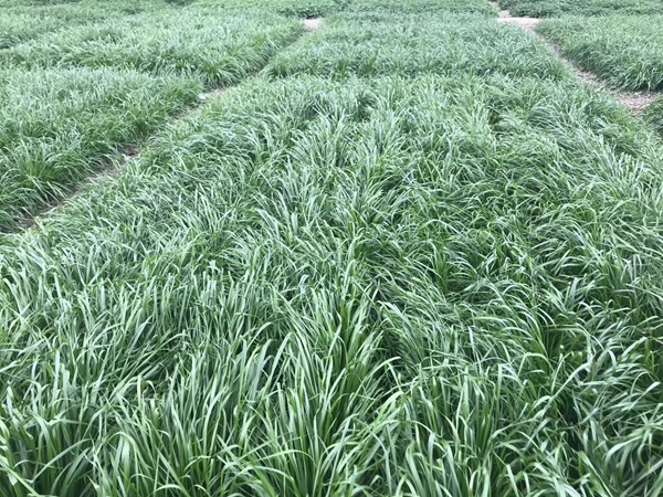 多倍體黑麥草<a href='http://www.njszjj.com/' target='_blank'>種子</a>
