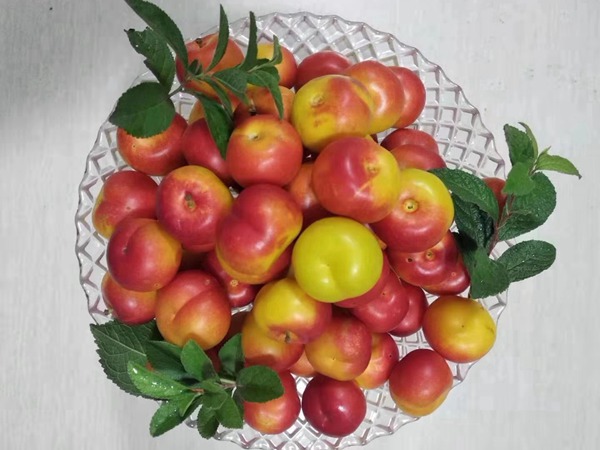鈣果<a href='http://www.njszjj.com/' target='_blank'>種子</a>