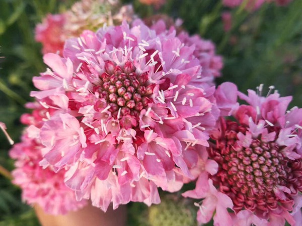 <a href='http://www.njszjj.com/caohuazhongzi/16014.html' target='_blank'>紫盆花種子</a>