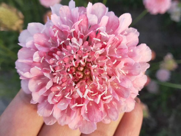 紫盆花<a href='http://www.njszjj.com/' target='_blank'>種子</a>