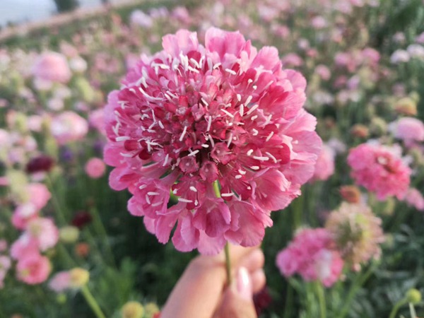 <a href='http://www.njszjj.com/caohuazhongzi/16014.html' target='_blank'>紫盆花種子</a>