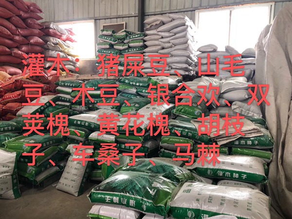 <a href='http://www.njszjj.com/linmuzhongzi/16015.html' target='_blank'>刺槐種子</a>