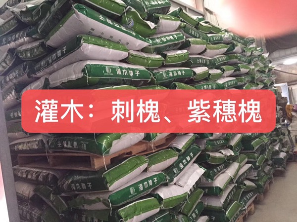 <a href='http://www.njszjj.com/linmuzhongzi/16015.html' target='_blank'>刺槐</a><a href='http://www.njszjj.com/' target='_blank'>種子</a>