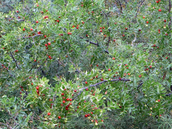 酸棗<a href='http://www.njszjj.com/' target='_blank'>種子</a>
