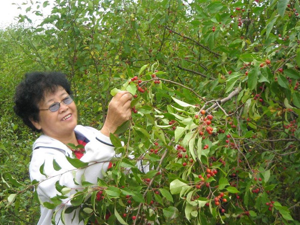 <a href='http://www.njszjj.com/guoshuzhongzi/2184.html' target='_blank'>山丁子種子</a>