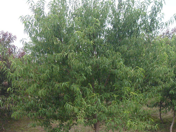 <a href='http://www.njszjj.com/guoshuzhongzi/2185.html' target='_blank'>山桃種子</a>