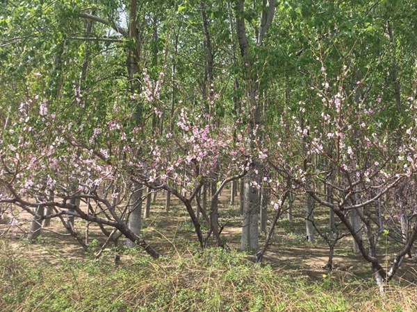 山桃<a href='http://www.njszjj.com/' target='_blank'>種子</a>