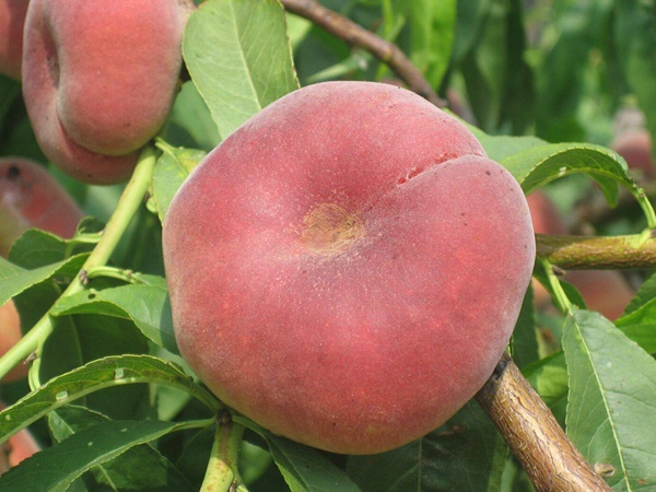 <a href='http://www.njszjj.com/guoshuzhongzi/2183.html' target='_blank'>蟠桃種子</a>