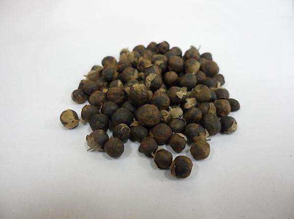 <a href='http://www.njszjj.com/linmuzhongzi/2192.html' target='_blank'>蔓荊子種子</a>