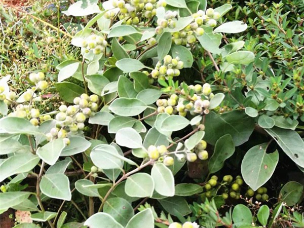 <a href='http://www.njszjj.com/linmuzhongzi/2192.html' target='_blank'>蔓荊子種子</a>