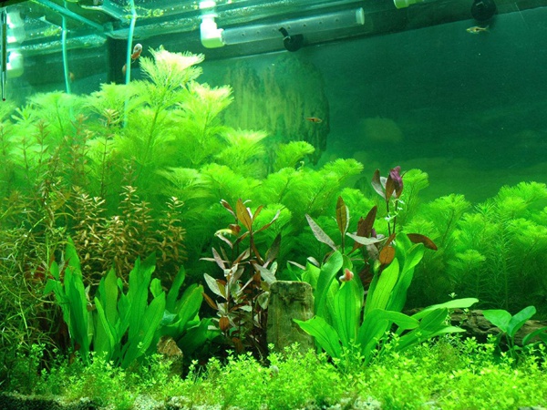 <a href='http://www.njszjj.com/shuicaozhongzi/1871.html' target='_blank'>綠菊花</a>