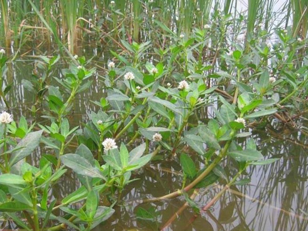 <a href='http://www.njszjj.com/shuicaozhongzi/1869.html' target='_blank'>空心蓮子草</a>