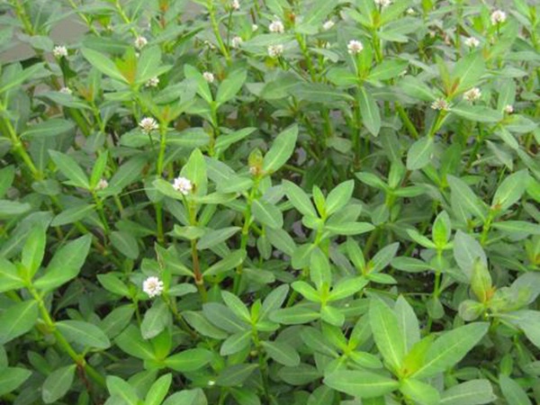 <a href='http://www.njszjj.com/shuicaozhongzi/1869.html' target='_blank'>空心蓮子草</a>