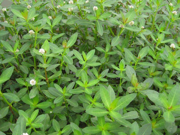 <a href='http://www.njszjj.com/shuicaozhongzi/1862.html' target='_blank'>水花生</a>