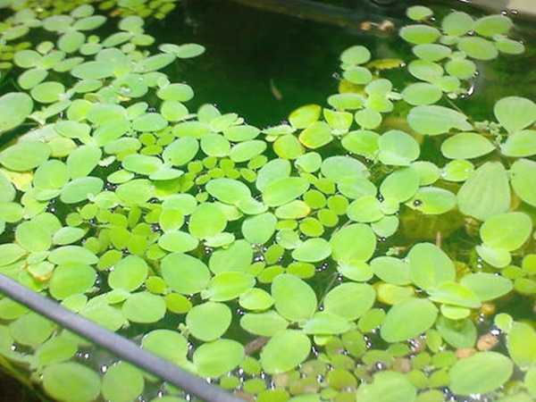 <a href='http://www.njszjj.com/shuicaozhongzi/1861.html' target='_blank'>水浮萍</a>