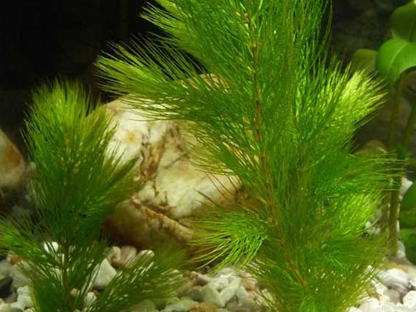 <a href='http://www.njszjj.com/shuicaozhongzi/1857.html' target='_blank'>金魚藻種子</a>