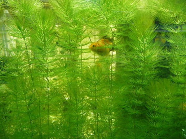金魚藻<a href='http://www.njszjj.com/' target='_blank'>種子</a>
